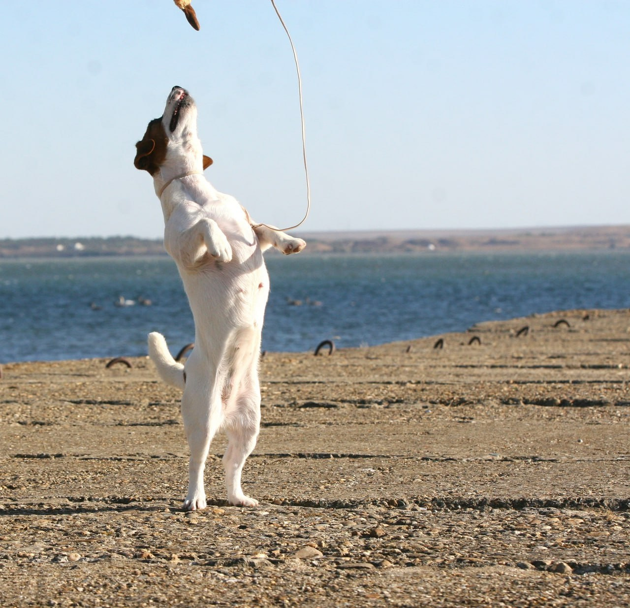 Lovely-Orange Avrora. Lovely-Orange питомник джек рассел терьеров