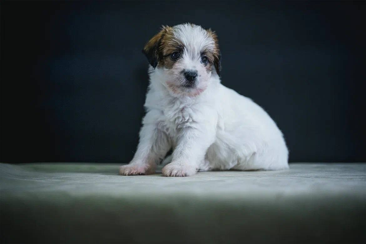 Кобель 1. Lovely-Orange питомник джек рассел терьеров