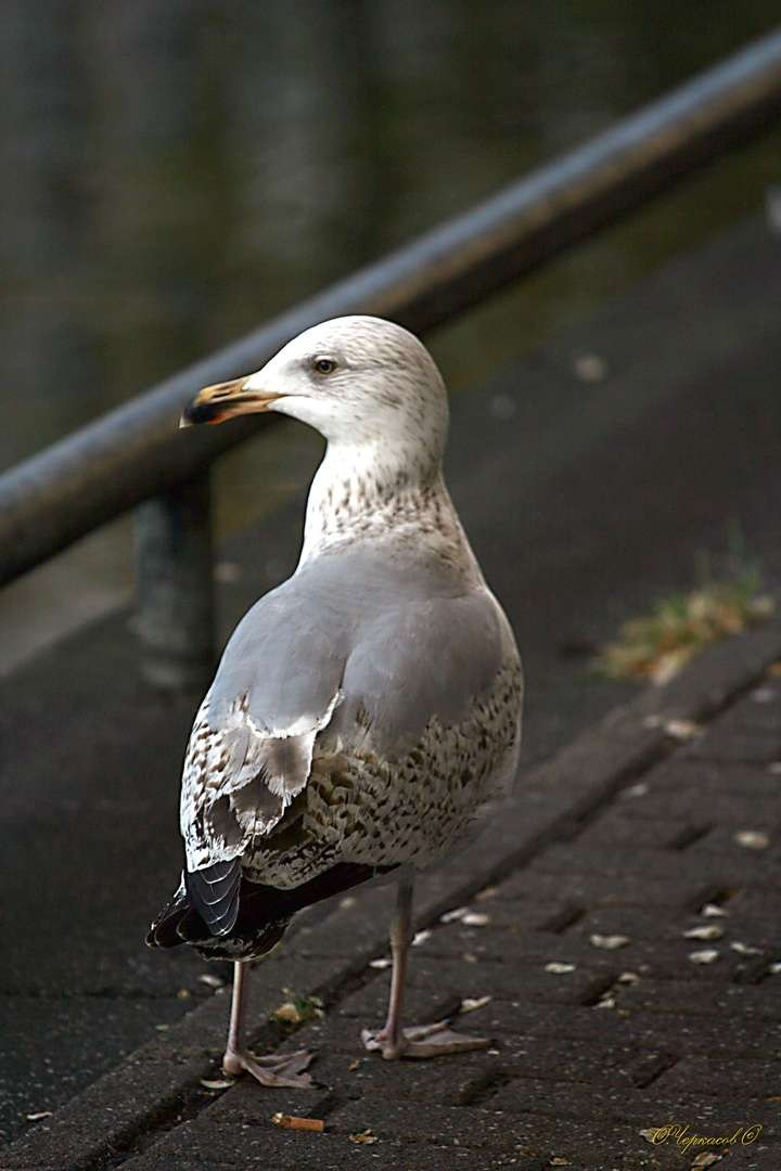 Франция 2009 г. Улица, люди, жизнь…