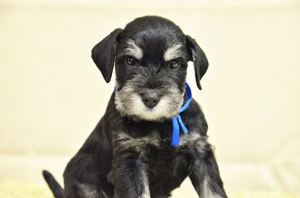 щенок цвергшнауцера питомник Делинсо Бэлэнс