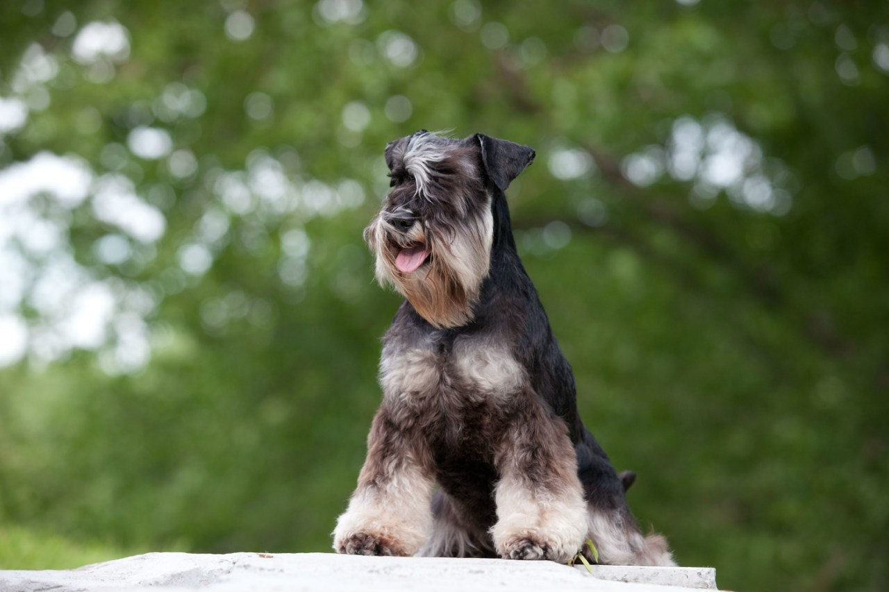 Питомник Делинсо Бэлэнс, щенки цвергшнауцера, купить щенка цвергшнауцера, питомник цвергшнауцеров, кобель цвергшнауцера для вязки, щенок цвергшнауцера, питомник цвергшнауцеров, черный с серебром, цверг, лучший питомник в беларуси, питомник цвергшнауцеров минск