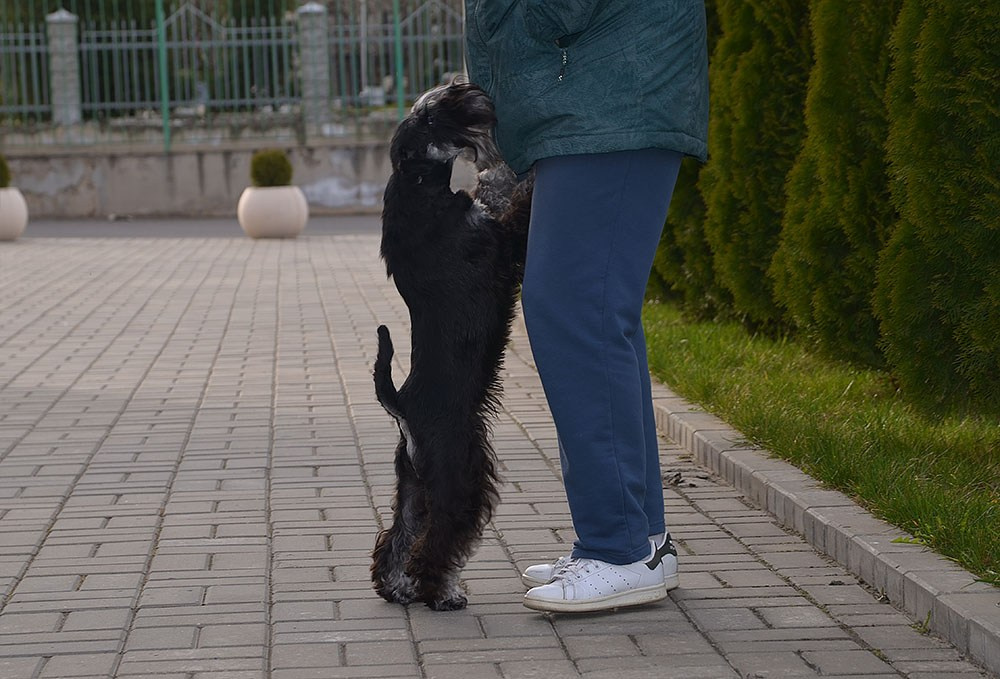 Питомник Делинсо Бэлэнс, щенки цвергшнауцера, купить щенка цвергшнауцера, питомник цвергшнауцеров, кобель цвергшнауцера для вязки, щенок цвергшнауцера, питомник цвергшнауцеров, черный с серебром, цверг, лучший питомник в беларуси