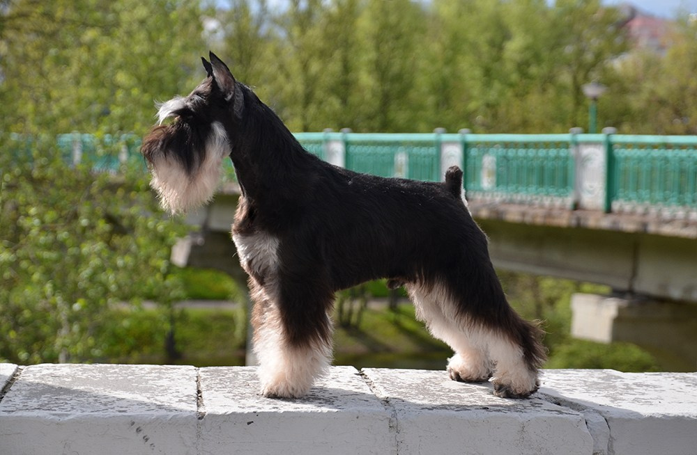 Оскар/Delinso Balance Zaffiro. Питомник цвергшнауцеров в Беларуси «Делинсо Бэлэнс»