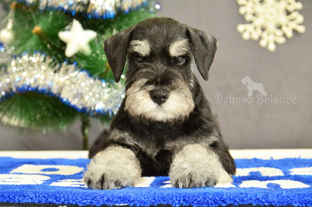 #питомникцвергшнауцеров #делинсобэлэнс #щенокцвергшнауцера