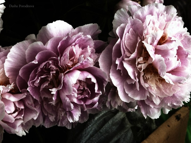 Мои первые работы. Фотограф из Москвы — DASHA NOVA | Авторская фотография в разных жанрах