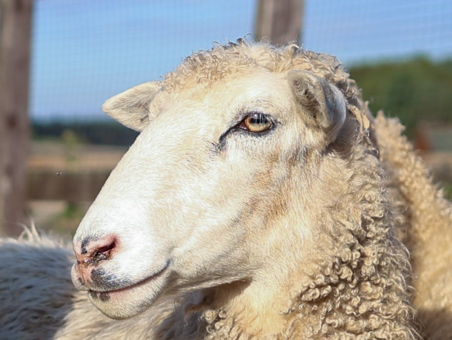 Пастьба. Фотограф-анималист в Москве Кириллова Татьяна