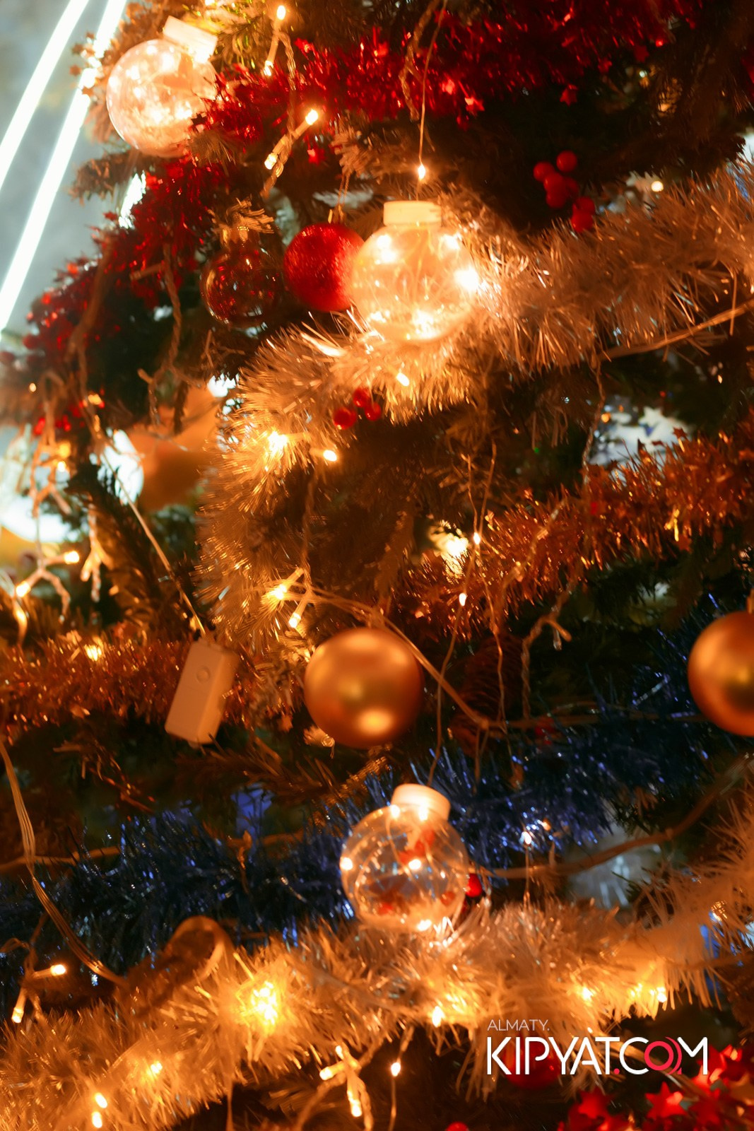 УХО И МЕДВЕДЬ НА САИНА. КИПЯТКОМ АЛМАТЫ!