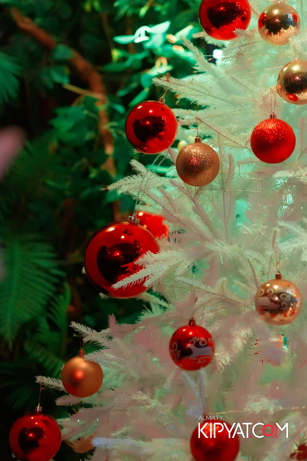 УХО И МЕДВЕДЬ КУРМАНГАЗЫ. КИПЯТКОМ АЛМАТЫ!