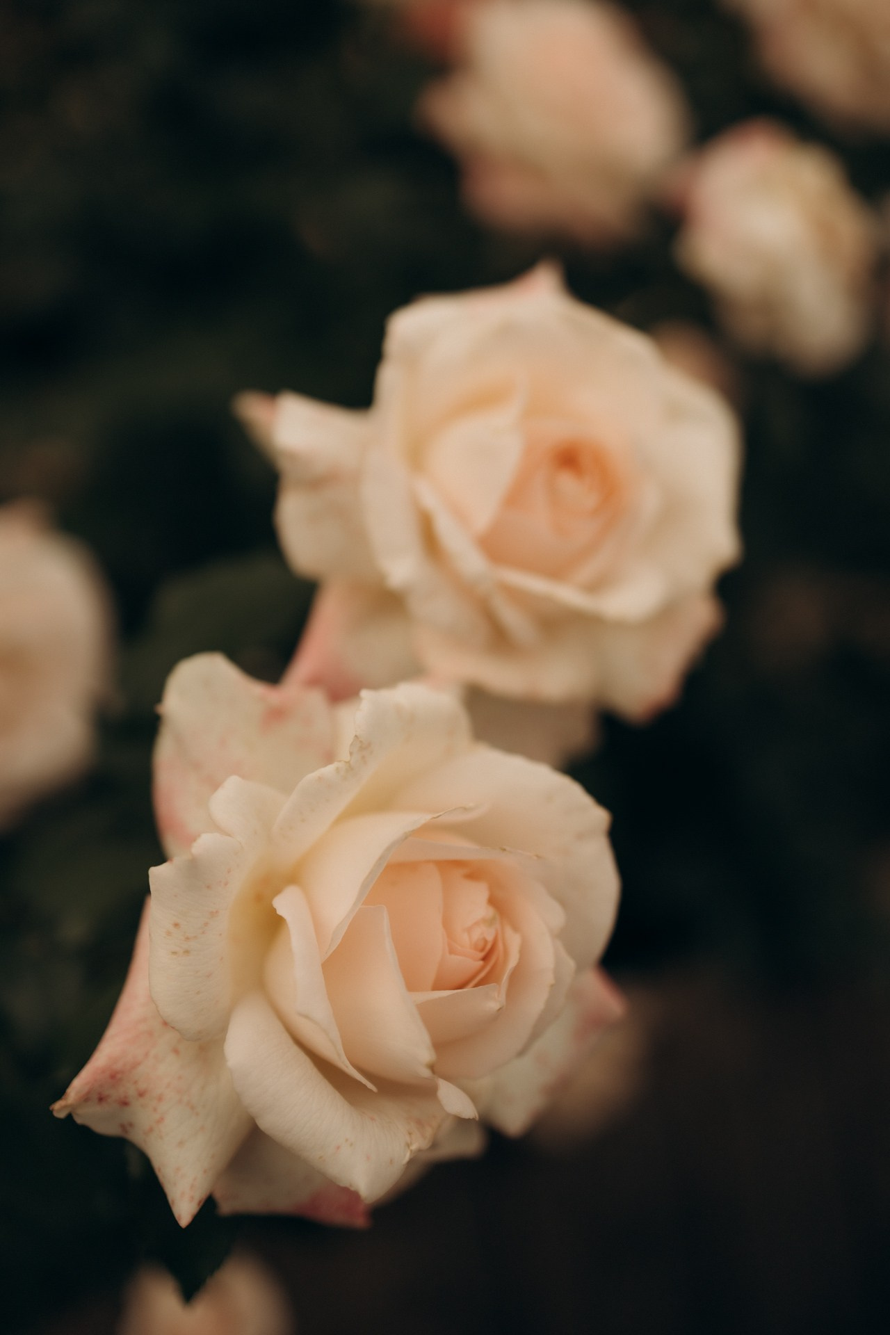 Фотопроект «Время Роз». Семейный фотограф в Ижевске Даша Денисова