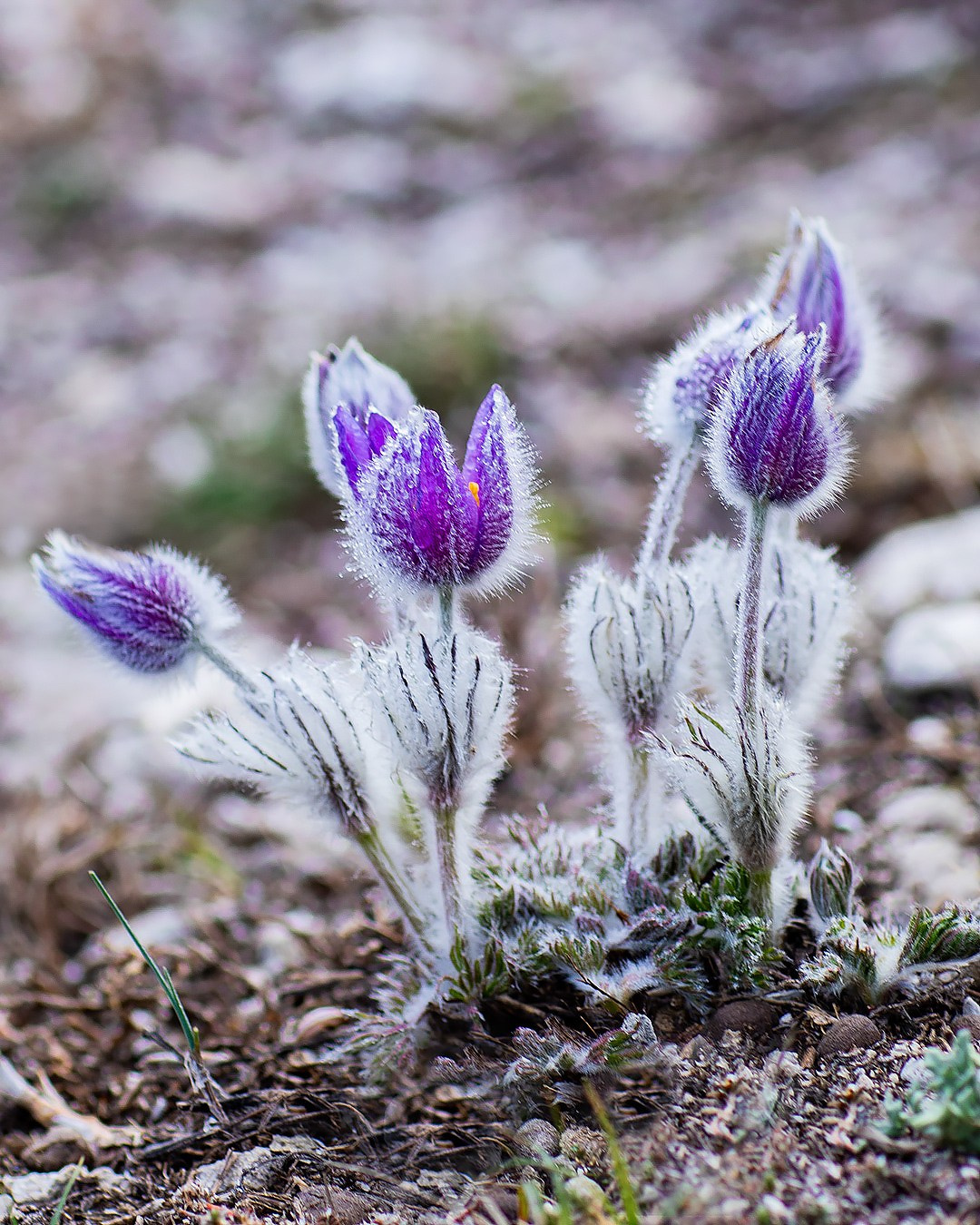 Сон —трава. Фотограф Севастополь/Крым Светлана Евтушенко