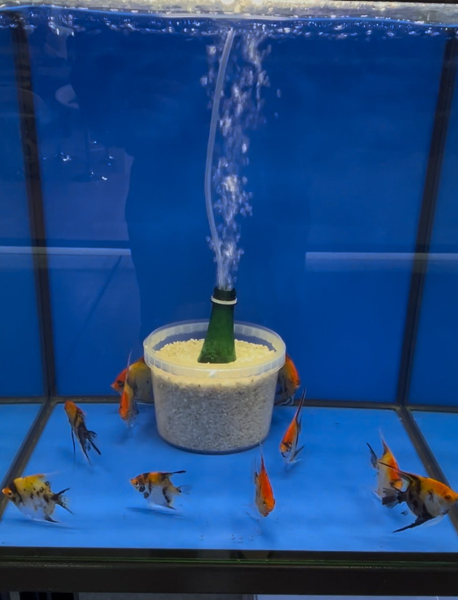 Выставка Парк Зоо 2024. Аквариумист Максим Ерёмин. Aqua Maxim