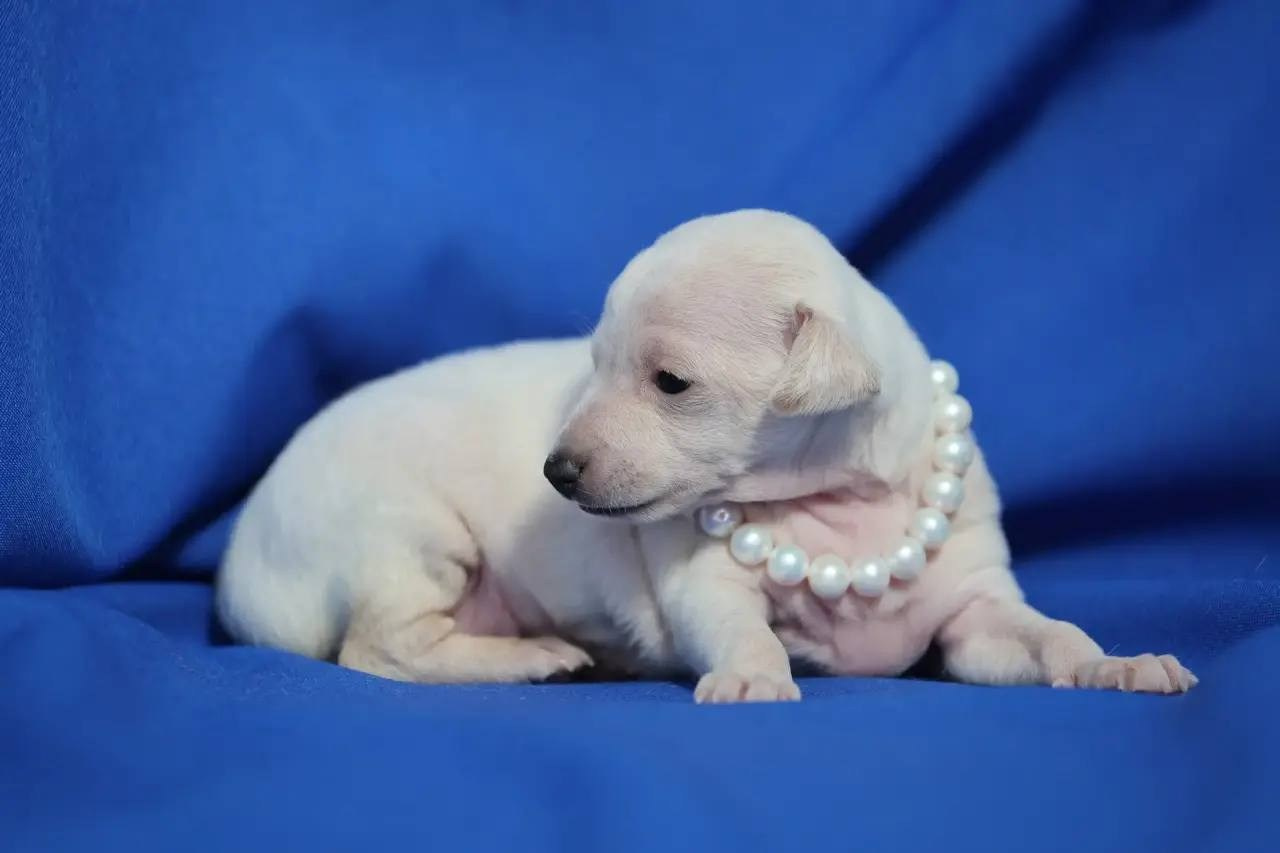 Белоснежные. Профессиональный питомник левреток РКФ/FCI ASTI SAPPHIRE 💎 Сочи|Санкт-Петербург