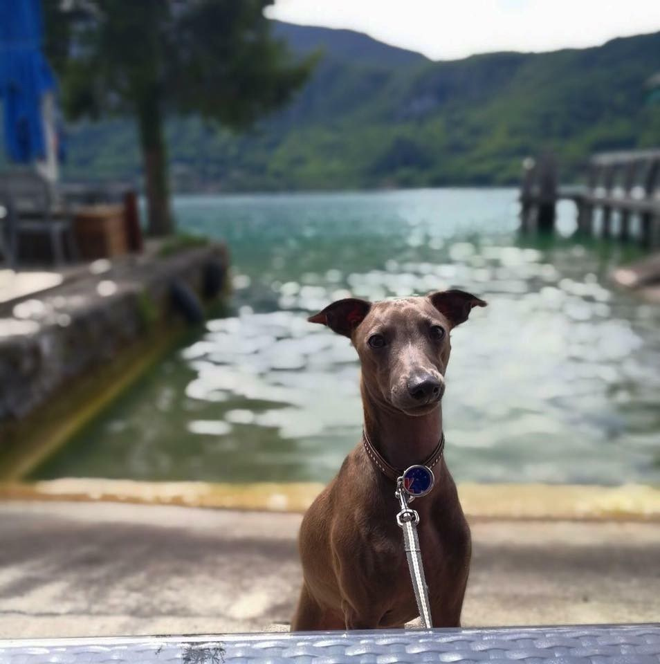 Профессиональный питомник левреток РКФ/FCI ASTI SAPPHIRE 💎 Сочи|Санкт-Петербург