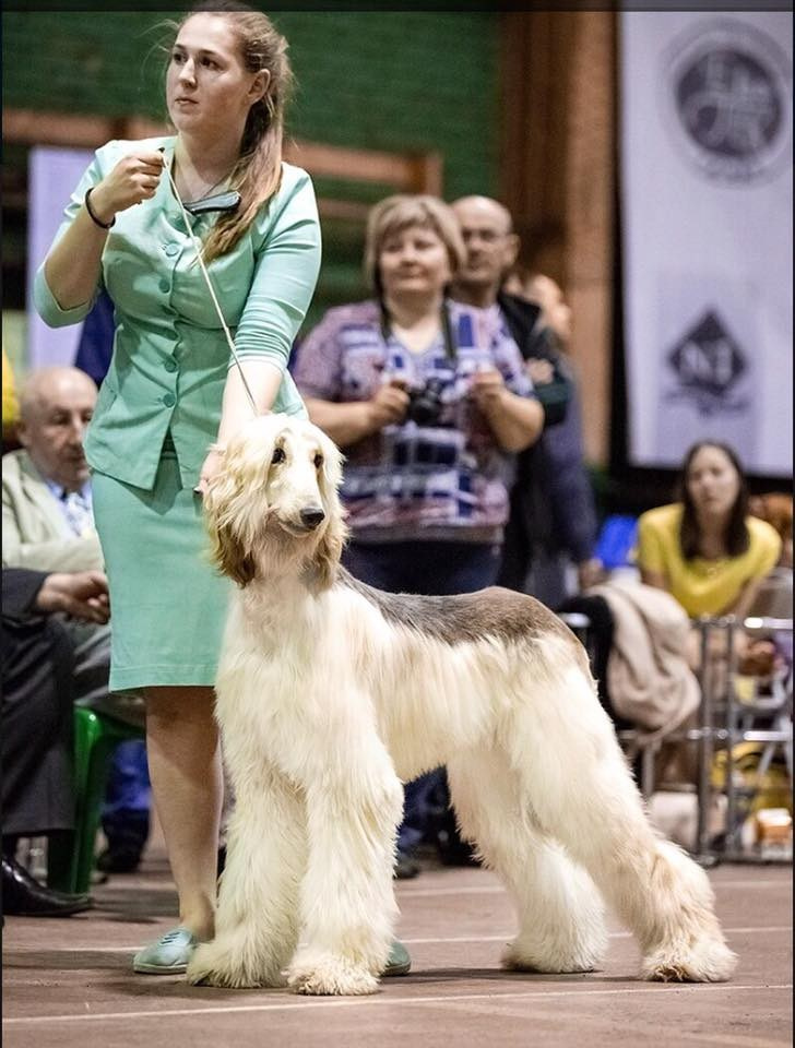 LYCORIS DREAMS BLUE DIAMOND «Evian». Профессиональный питомник левреток РКФ/FCI ASTI SAPPHIRE 💎 Сочи|Санкт-Петербург