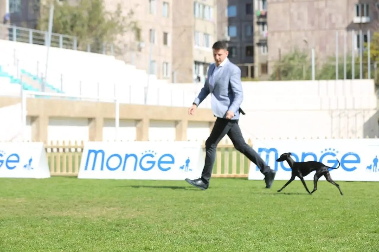 Черный бриллиант. Профессиональный питомник левреток РКФ/FCI ASTI SAPPHIRE 💎 Сочи|Санкт-Петербург