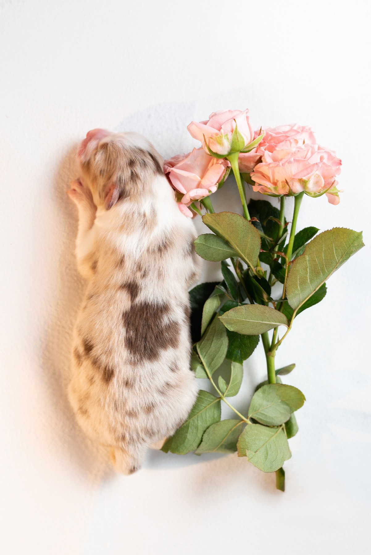 Ньюборн фотосессия щенков. Фотограф собак в Москве и Московской области Иванушкина Мария