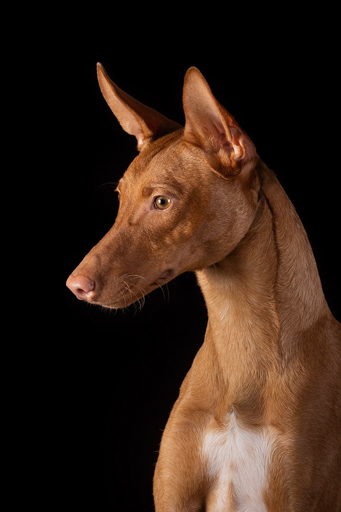 Студийная съёмка собак. Фотограф-анималист Natalia Deingel | Фотосъемка собак в Москве