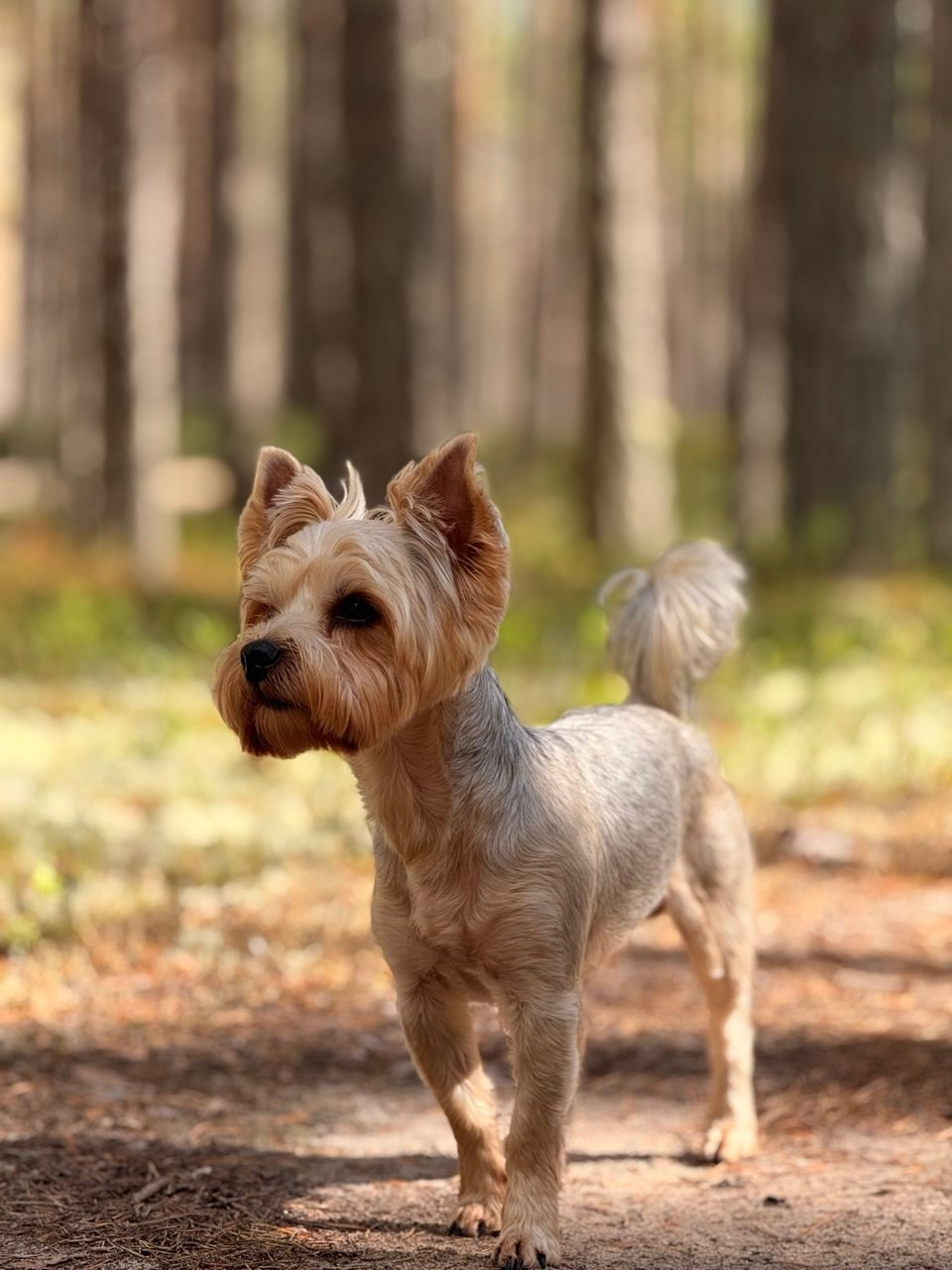 «Собака». Фотограф в Санкт-Петербурге — портретная и жанровая съёмка