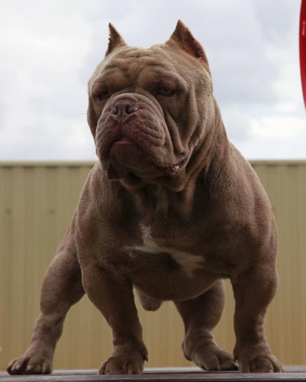 Купить Французского Бульдога Сургут, Купить щенка Французского бульдога Сургут, Питомник Французских Бульдогов Сургут,  Питомник Французский Бульдог Сургут, 