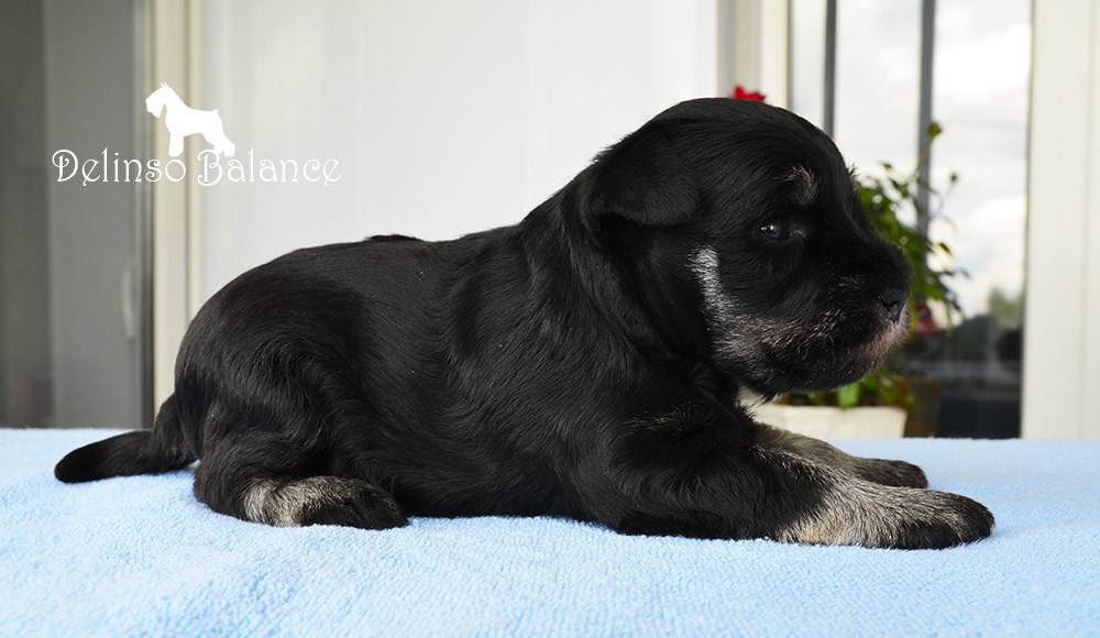 Litter «E». Питомник цвергшнауцеров в Беларуси «Делинсо Бэлэнс»