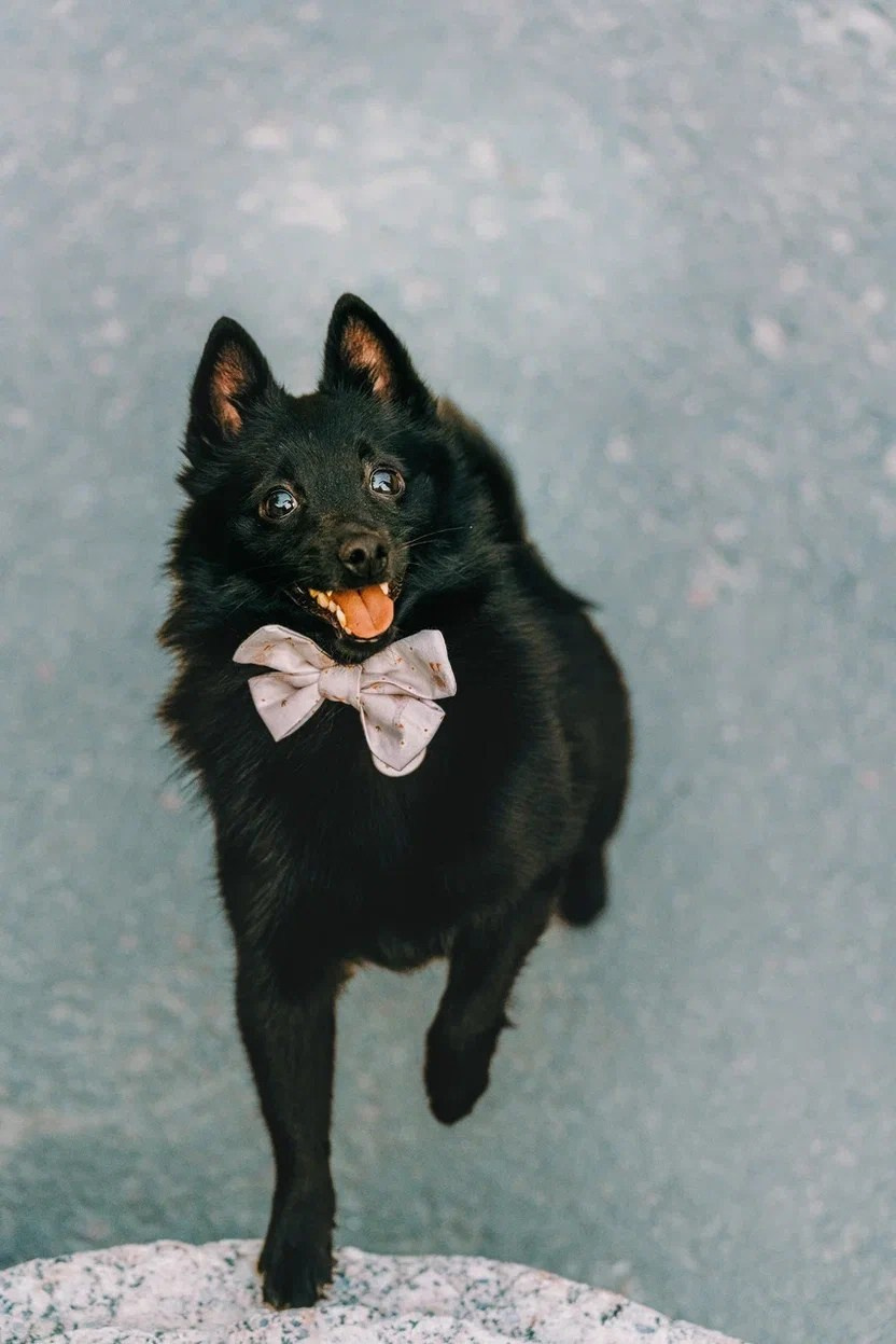 Аня и Тесс. Фотограф анималист в Спб недорого Олеся Майорова