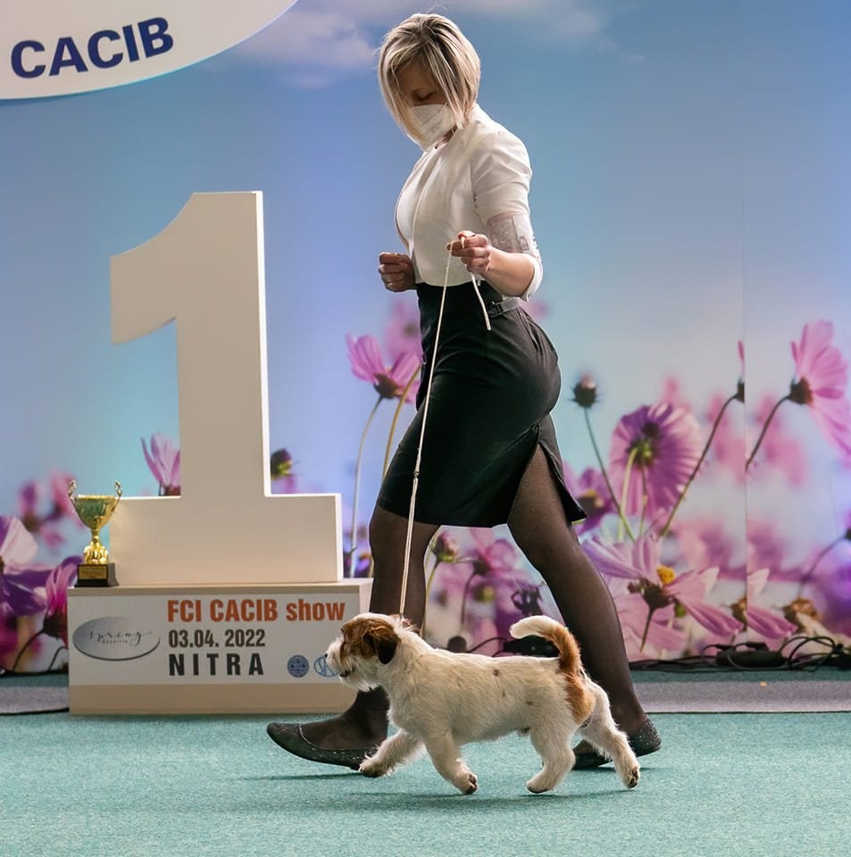 CM NIMBUS. КАНЕ МАЭСТРО — питомник Джек рассел терьеров