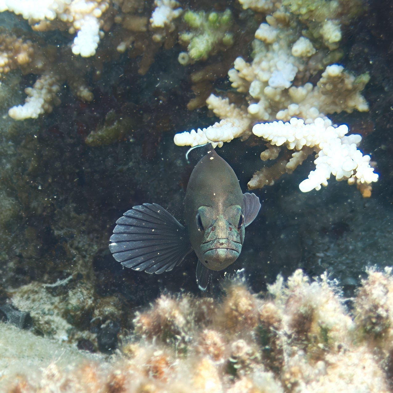 Мне посмотреть. Рыбов показываю