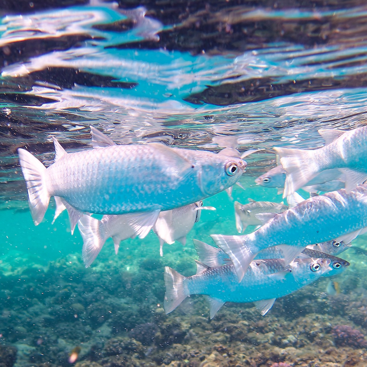 Мне посмотреть. Рыбов показываю
