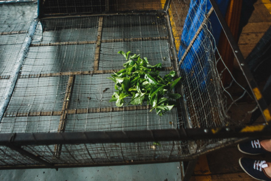 Отчет о путешествии на Шри-Ланку, блог о путешествии на Шри-Ланку. Свадебный фотограф в Санкт-Петербурге Никита Кузякин