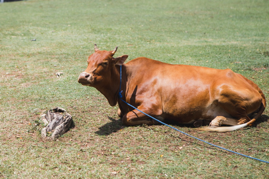 Отчет о путешествии на Шри-Ланку, блог о путешествии на Шри-Ланку. Свадебный фотограф в Санкт-Петербурге Никита Кузякин