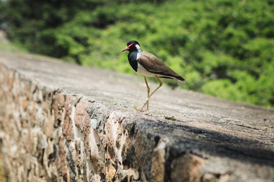 Отчет о путешествии на Шри-Ланку, блог о путешествии на Шри-Ланку. Свадебный фотограф в Санкт-Петербурге Никита Кузякин