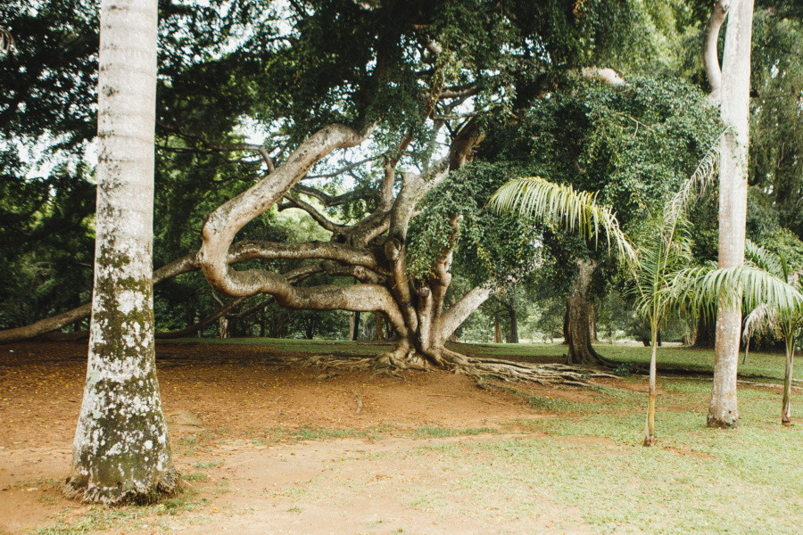 Отчет о путешествии на Шри-Ланку, блог о путешествии на Шри-Ланку. Свадебный фотограф в Санкт-Петербурге Никита Кузякин