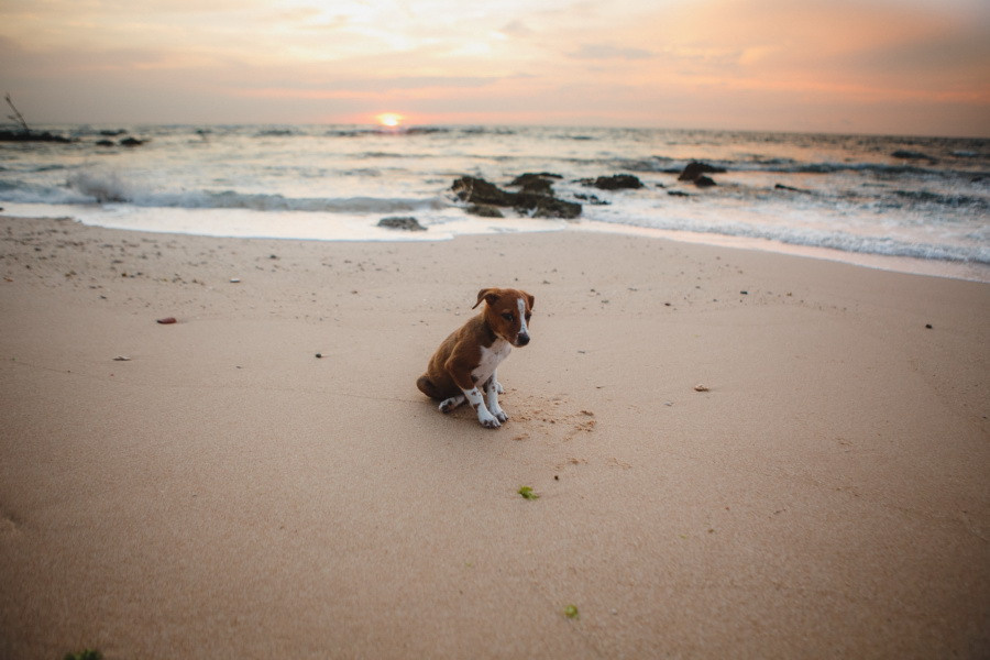 Отчет о путешествии на Шри-Ланку, блог о путешествии на Шри-Ланку. Свадебный фотограф в Санкт-Петербурге Никита Кузякин