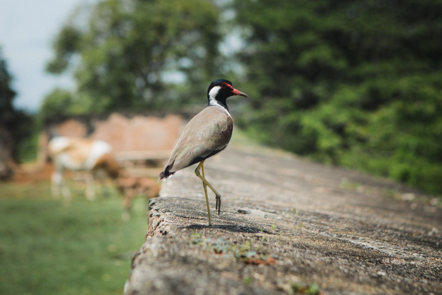 Отчет о путешествии на Шри-Ланку, блог о путешествии на Шри-Ланку. Свадебный фотограф в Санкт-Петербурге Никита Кузякин