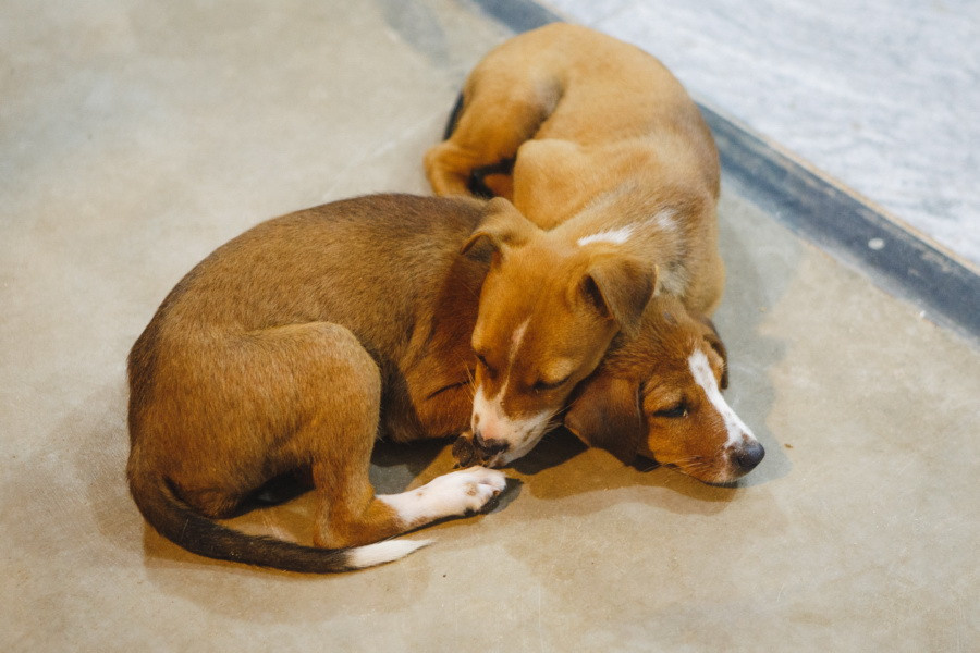 Отчет о путешествии на Шри-Ланку, блог о путешествии на Шри-Ланку. Свадебный фотограф в Санкт-Петербурге Никита Кузякин