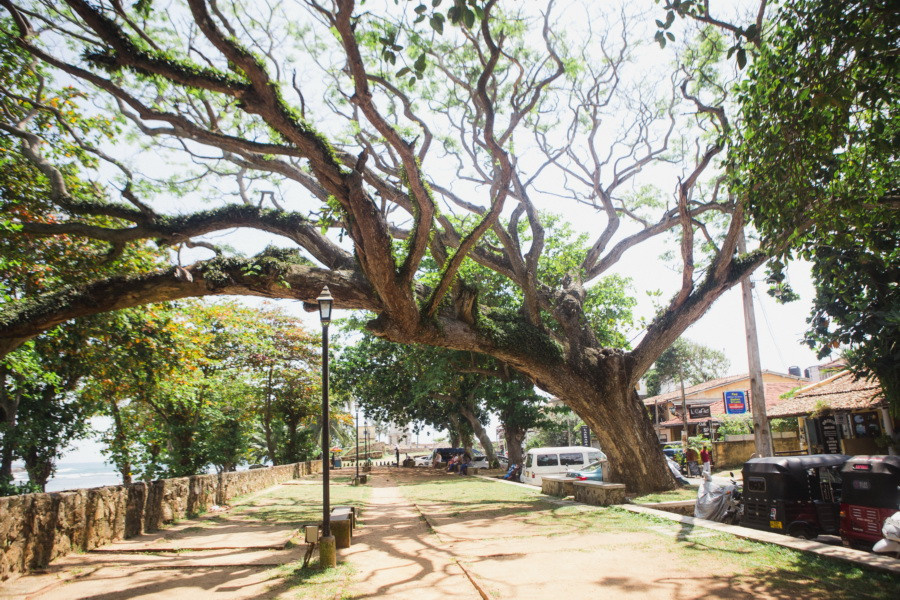 Отчет о путешествии на Шри-Ланку, блог о путешествии на Шри-Ланку. Свадебный фотограф в Санкт-Петербурге Никита Кузякин
