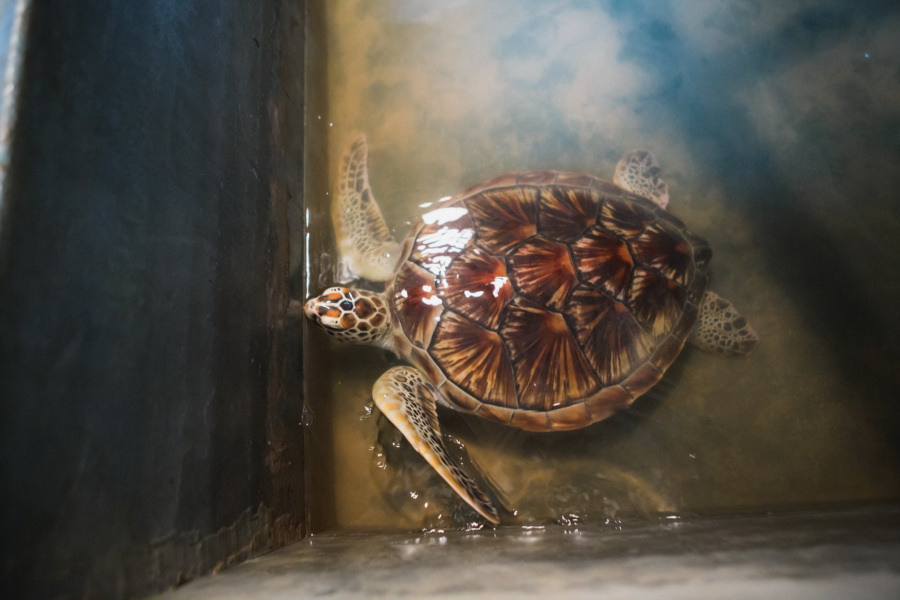 Отчет о путешествии на Шри-Ланку, блог о путешествии на Шри-Ланку. Свадебный фотограф в Санкт-Петербурге Никита Кузякин