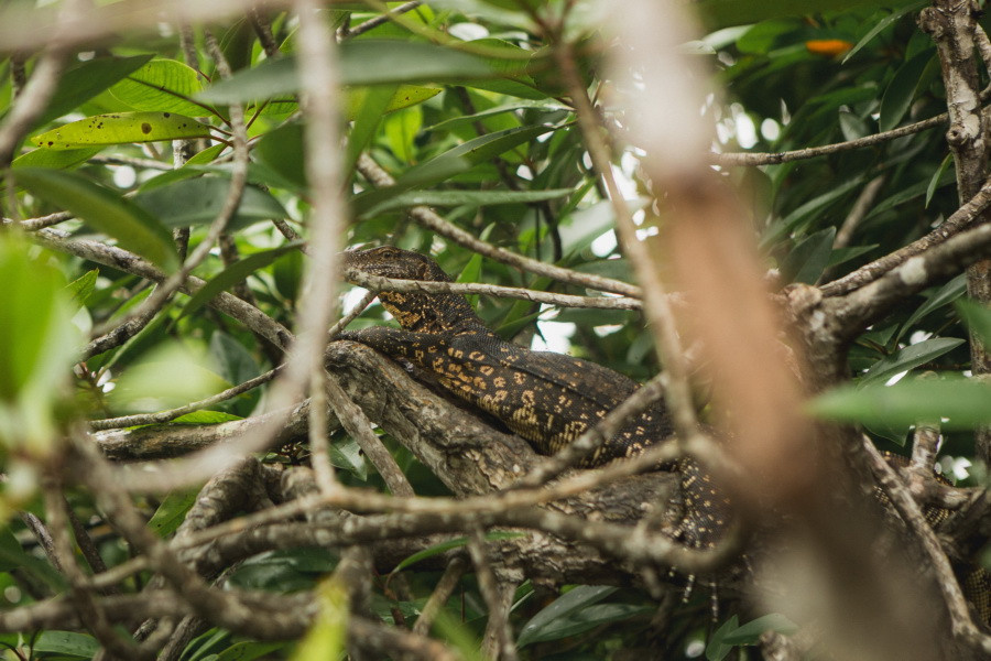 Отчет о путешествии на Шри-Ланку, блог о путешествии на Шри-Ланку. Свадебный фотограф в Санкт-Петербурге Никита Кузякин