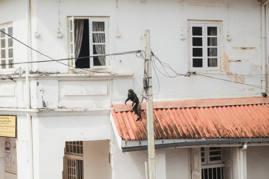 Отчет о путешествии на Шри-Ланку, блог о путешествии на Шри-Ланку. Свадебный фотограф в Санкт-Петербурге Никита Кузякин