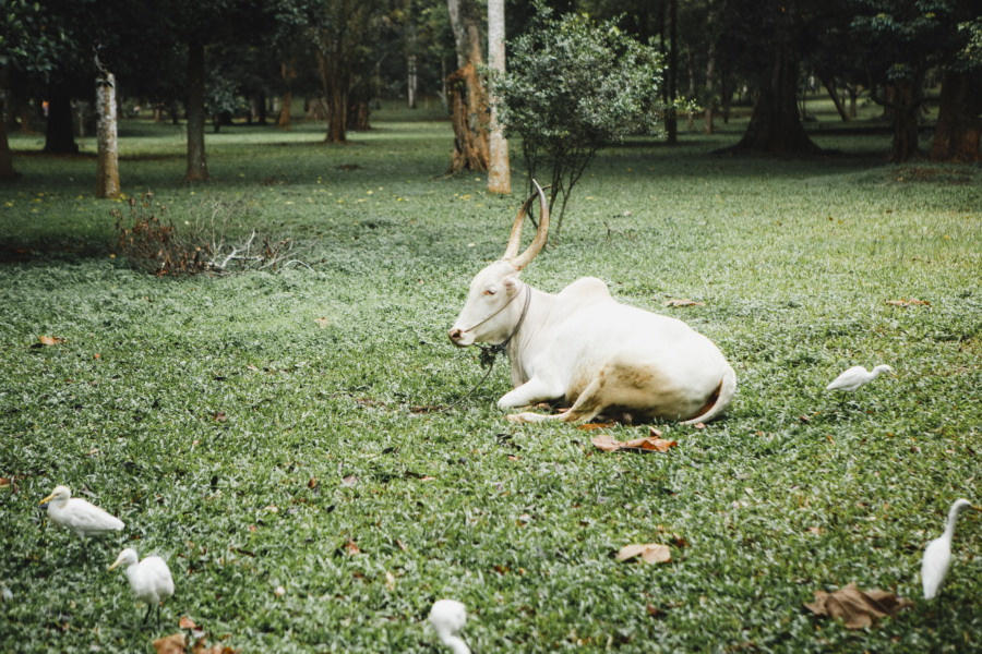 Отчет о путешествии на Шри-Ланку, блог о путешествии на Шри-Ланку. Свадебный фотограф в Санкт-Петербурге Никита Кузякин