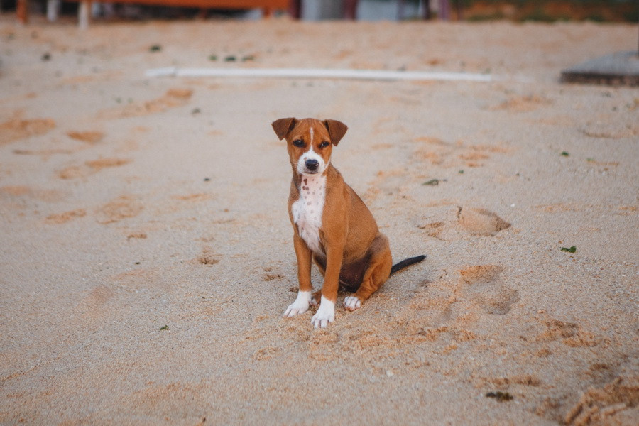 Отчет о путешествии на Шри-Ланку, блог о путешествии на Шри-Ланку. Свадебный фотограф в Санкт-Петербурге Никита Кузякин