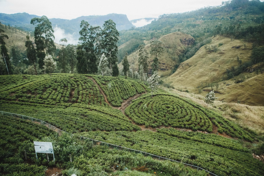 Отчет о путешествии на Шри-Ланку, блог о путешествии на Шри-Ланку. Свадебный фотограф в Санкт-Петербурге Никита Кузякин