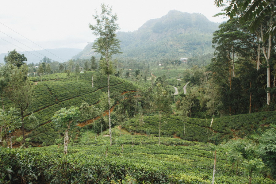 Отчет о путешествии на Шри-Ланку, блог о путешествии на Шри-Ланку. Свадебный фотограф в Санкт-Петербурге Никита Кузякин
