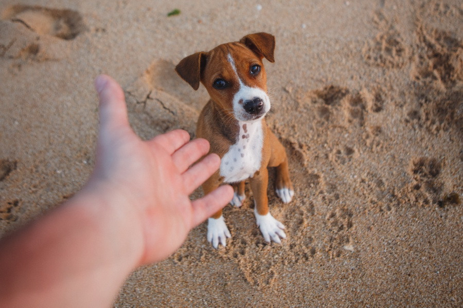 Отчет о путешествии на Шри-Ланку, блог о путешествии на Шри-Ланку. Свадебный фотограф в Санкт-Петербурге Никита Кузякин