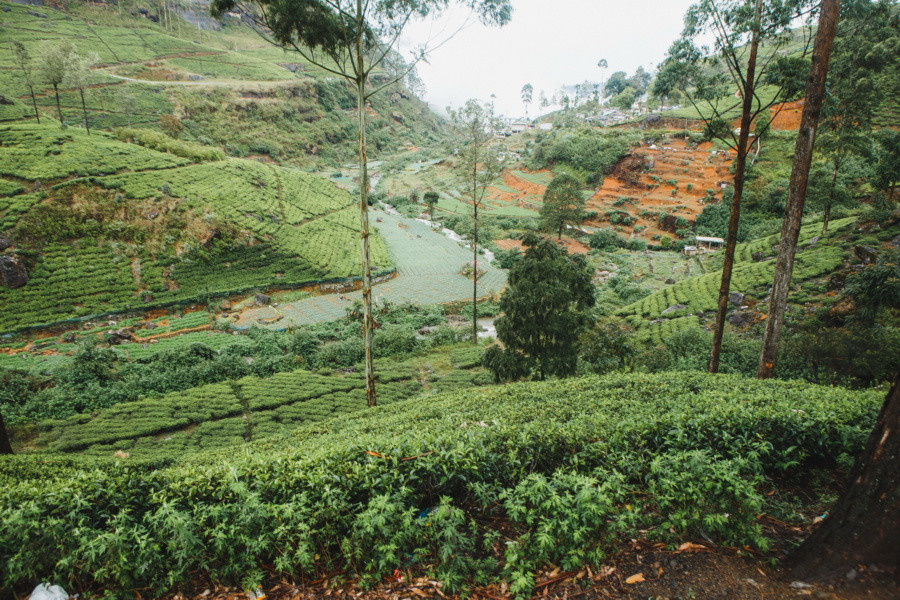 Отчет о путешествии на Шри-Ланку, блог о путешествии на Шри-Ланку. Свадебный фотограф в Санкт-Петербурге Никита Кузякин