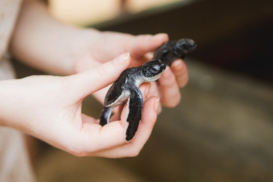 Отчет о путешествии на Шри-Ланку, блог о путешествии на Шри-Ланку. Свадебный фотограф в Санкт-Петербурге Никита Кузякин