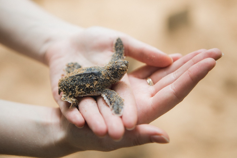Отчет о путешествии на Шри-Ланку, блог о путешествии на Шри-Ланку. Свадебный фотограф в Санкт-Петербурге Никита Кузякин