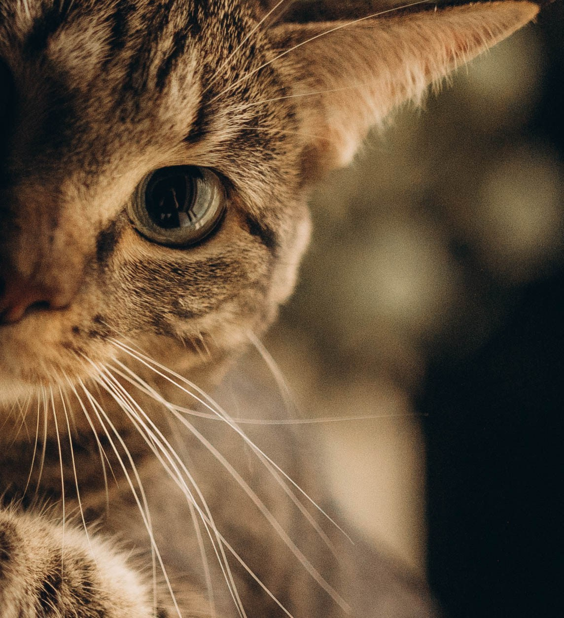 Павел и Настя. Татьяна Афонина | Фотограф