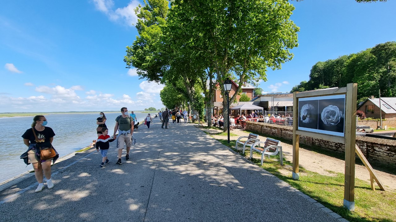 Фотопроект  Юлии Артемьевой Балерина и цветы