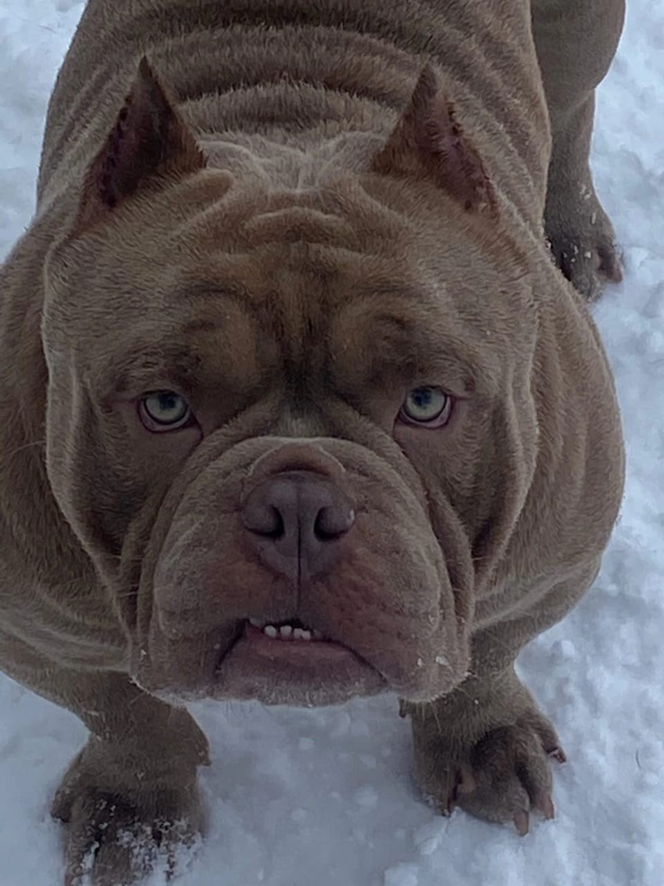 Купить Французского Бульдога Чита, Купить щенка Французского бульдога Чита, Питомник Французских Бульдогов Чита,  Питомник Французский Бульдог Чита, 